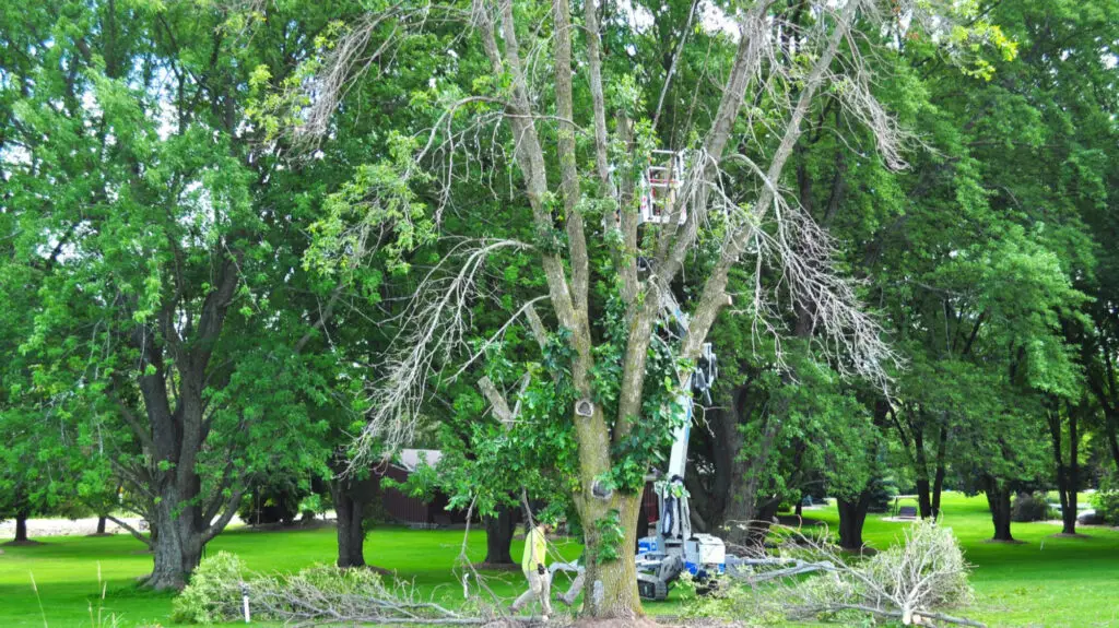 Green Bay Tree Care