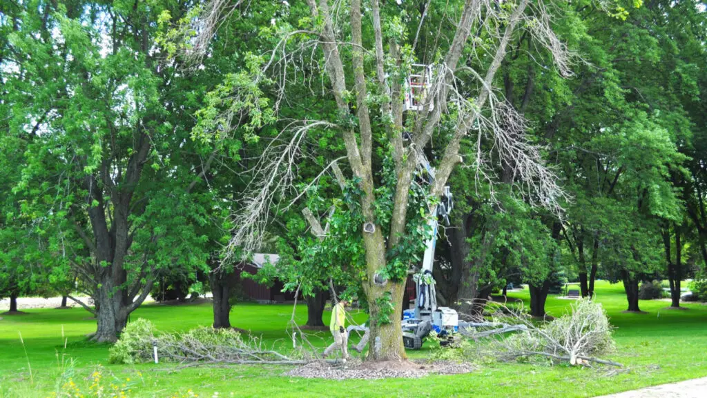 Appleton Tree Trimming