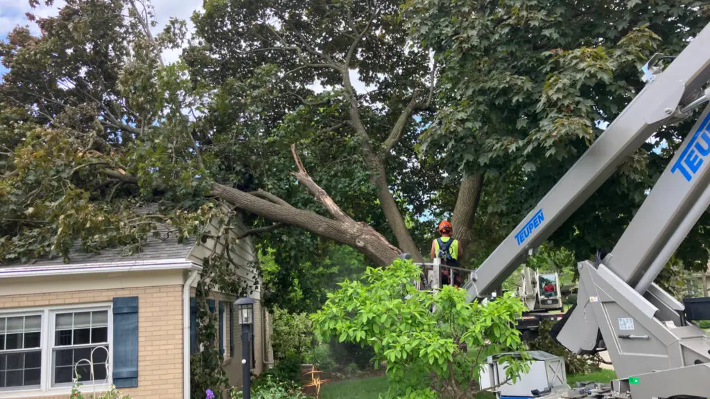 Appleton Tree Storm Damage