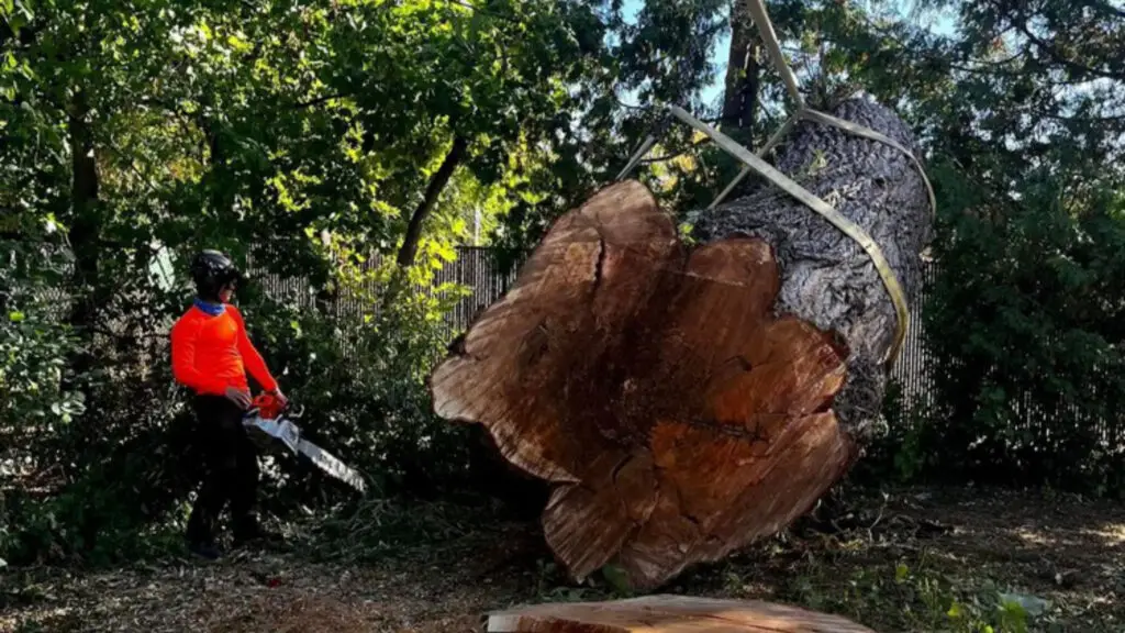 Tree Removal Green Bay